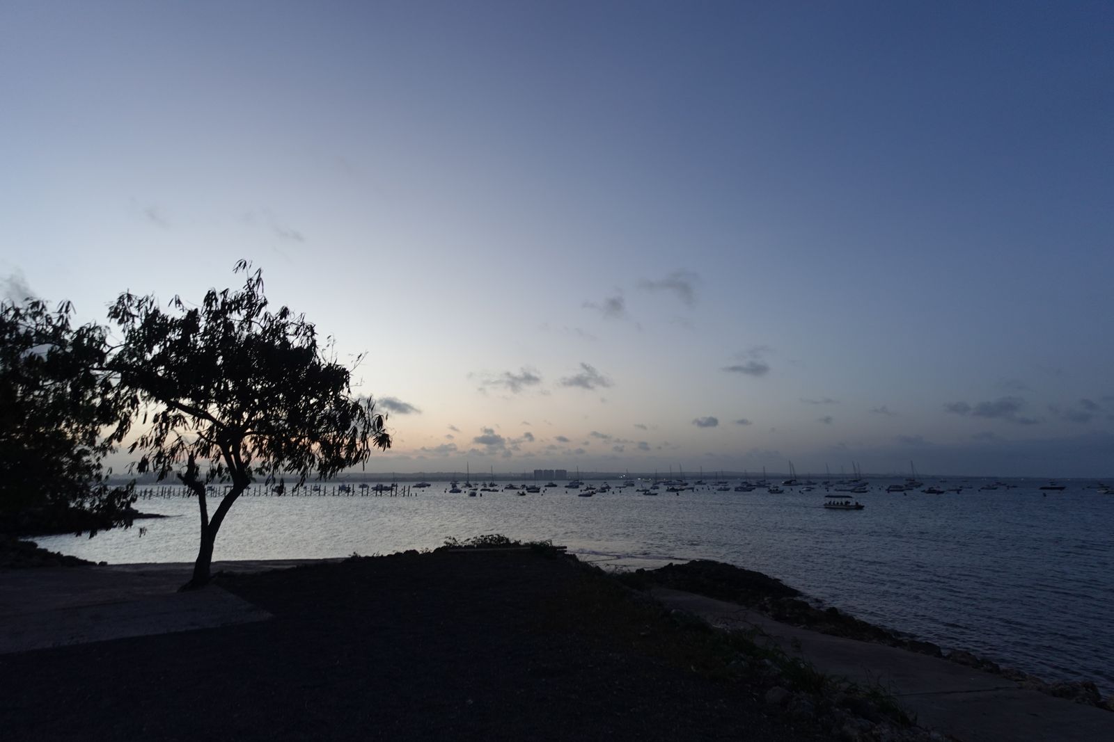 Silhouetted tree over the Indian Ocean at dusk