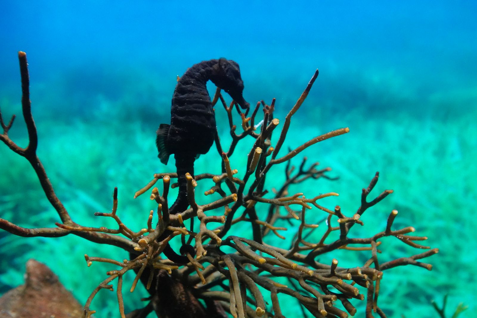 Seahorse gripping coral in bright turquoise water